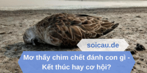 Mơ thấy chim chết đánh con gì - Kết thúc hay cơ hội