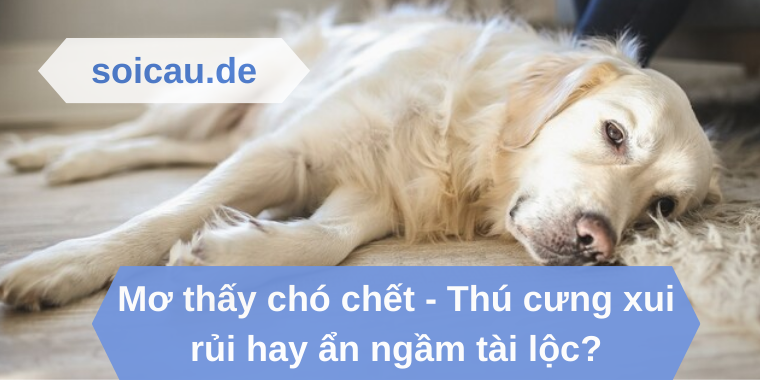 Mơ thấy chó chết - Thú cưng xui rủi hay ẩn ngầm tài lộc