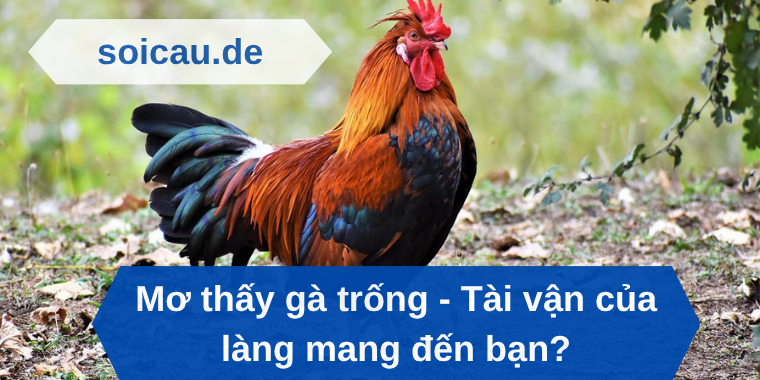 Mơ thấy gà trống - Tài vận của làng mang đến bạn