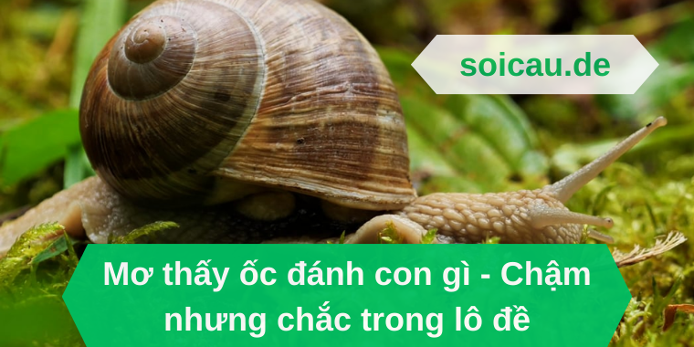 Mơ thấy ốc đánh con gì - Chậm nhưng chắc trong lô đề
