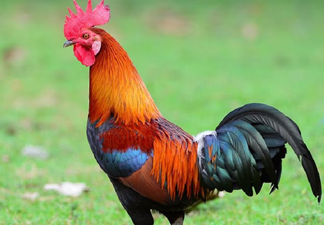 Mơ thấy gà trống chung chung, phang ngay cặp 55 - 57. Mơ thấy gà trống chung chung, phang ngay cặp 55 - 57.