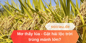 Mơ thấy lúa