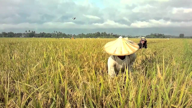 Mơ thấy thu hoạch lúa