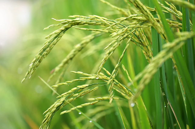 Mơ thấy lúa non